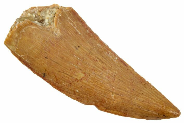 Serrated Raptor Tooth - Real Dinosaur Tooth #357977